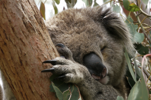Tree Koala